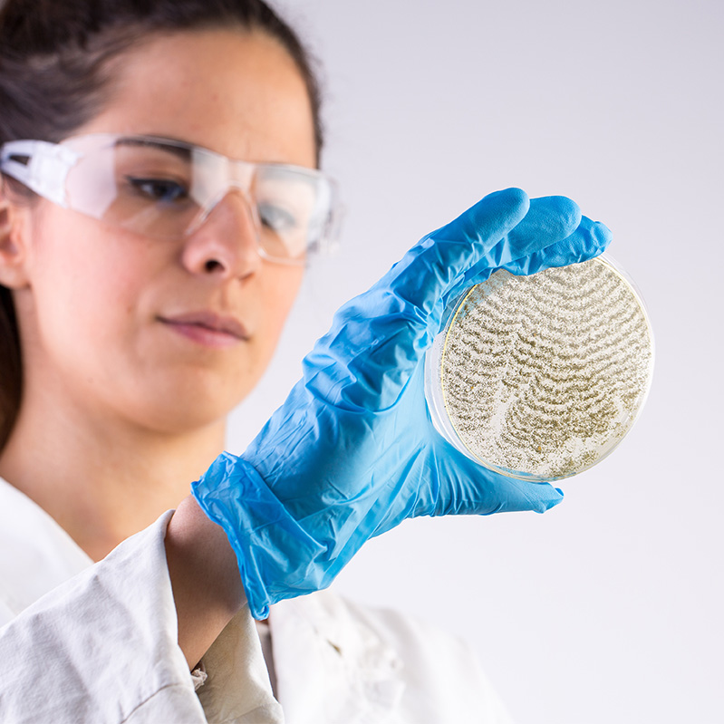 Scientist testing mold